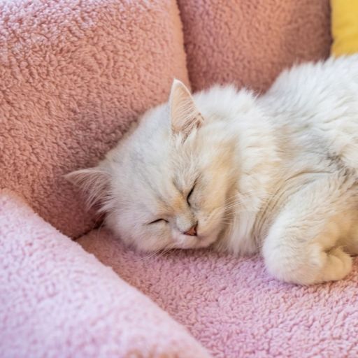 Serene Spot Cosy Sofa Pet Bed