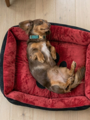 Pet Beds & Mats