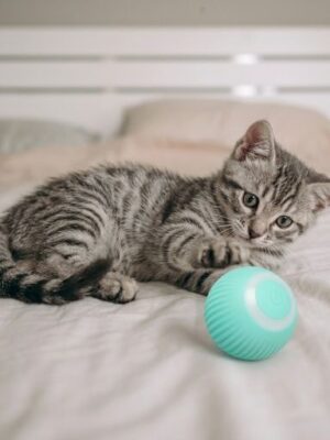 Pet Toys